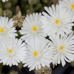 9250119_delosperma_white_01