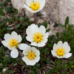 3210169_dryas_octopetala_02