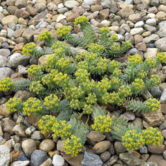 3250012_euphorbia_myrsinites_01