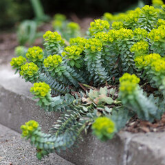 3250012_euphorbia_myrsinites_03