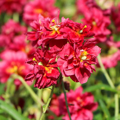3252053_helianthemum_cerise_queen_01