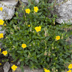 6250553_helianthemum_golden_queen_01