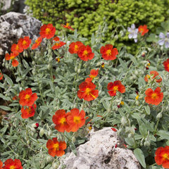 10250218_helianthemum_orange_surprise_01
