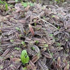 2230646_leptinella_potentillina_01