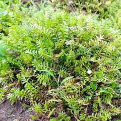 6251241_leptinella_squallida_06