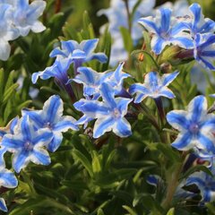 1230304_lithodora_diffusa_star_01
