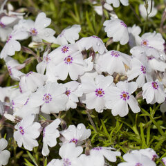 3250565_phlox_amazing_grace_01