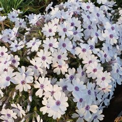 9211301_phlox_bavaria_01