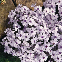 9211301_phlox_bavaria_06