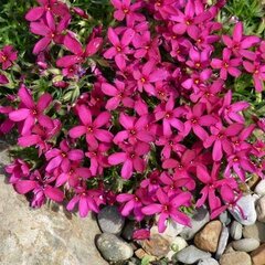 5250521_phlox_ochsenblut_01