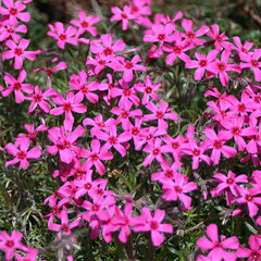 9230895_phlox_scarlet_flame_01