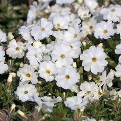 5250360_phlox_white_admiral_01