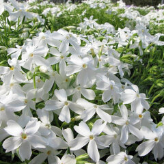3251302_phlox_white_delight_02