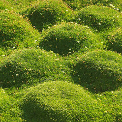 3250390_sagina_subulata_02