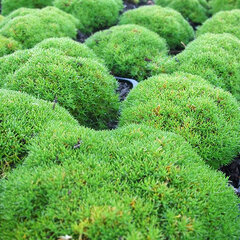 09202373_scleranthus_unifolius_01