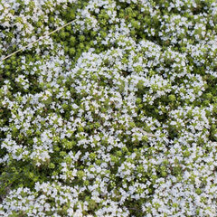 6250477_thymus_albiflorus_01