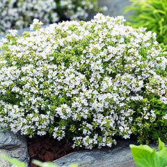 6250477_thymus_albiflorus_04