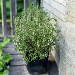 6254710_thymus_capitatus_03