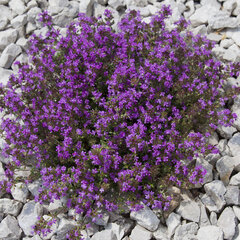 7252634_thymus_coccineus_02