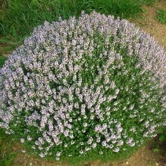 4250480_thymus_compactus_01
