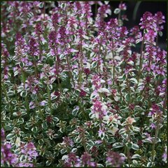 3250580_thymus_foxley_02