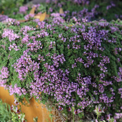 6251239_thymus_minor_03