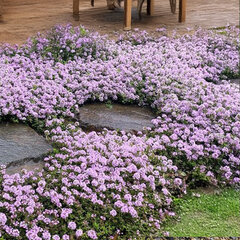 7254729_thymus_pink_chintz_03