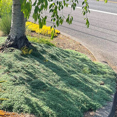 5251240_thymus_pseudolanuginosus_03