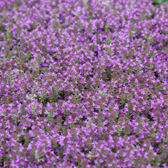 6251412_thymus_red_carpet_01