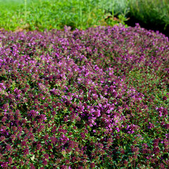 6251412_thymus_red_carpet_04