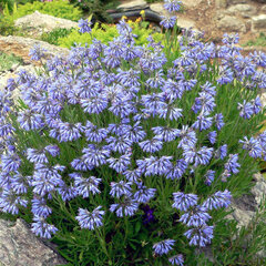 9250334_moltkia_petraea_02