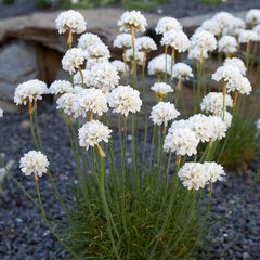 5240044_armeria_alba_02