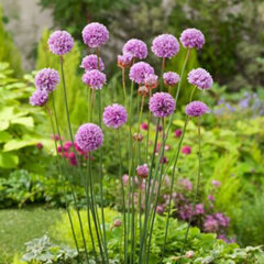 3254090_armeria_ballerina_purple_rose_01