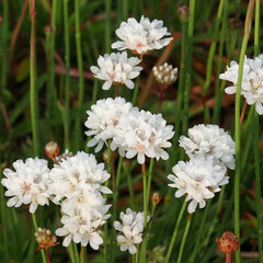 3254148_armeria_ballerina_white_01