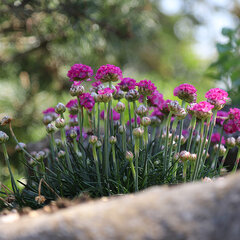 4337_armeria_splendens_01