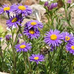 3250499_aster_dunkle_schone_01