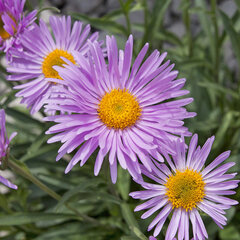 3250500_aster_happy_end_01