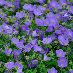 6254094_campanula_blaue_clips_02
