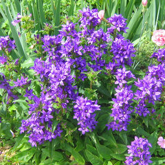 3252063_campanula_acaulis_02