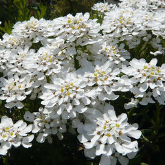 3251884_iberis_fischbeck_02