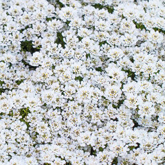 2232226_iberis_nevina_01