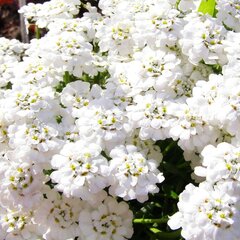 9250605_iberis_sempervirens_tahoe_01