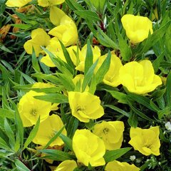 3250100_oenothera_macrocarpa_01