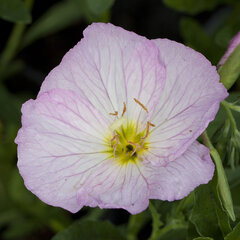 7240665_oenothera_siskyou_pink_01