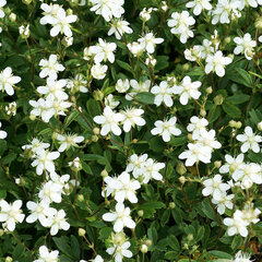 4221323_potentilla_nuuk_02