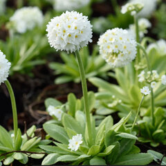 3253236_primula_d