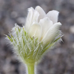 2230383_pulsatilla_alba_01