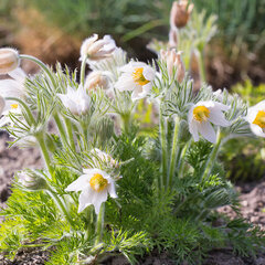 2230383_pulsatilla_alba_04