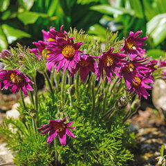 6250384_pulsatilla_papageno_04