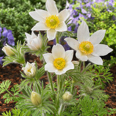 7243970_pulsatilla_pinwheel_white_02